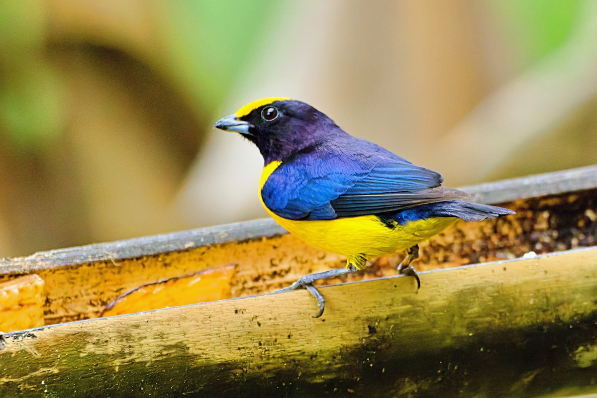 Thick-billed Euphonia - ML646672219