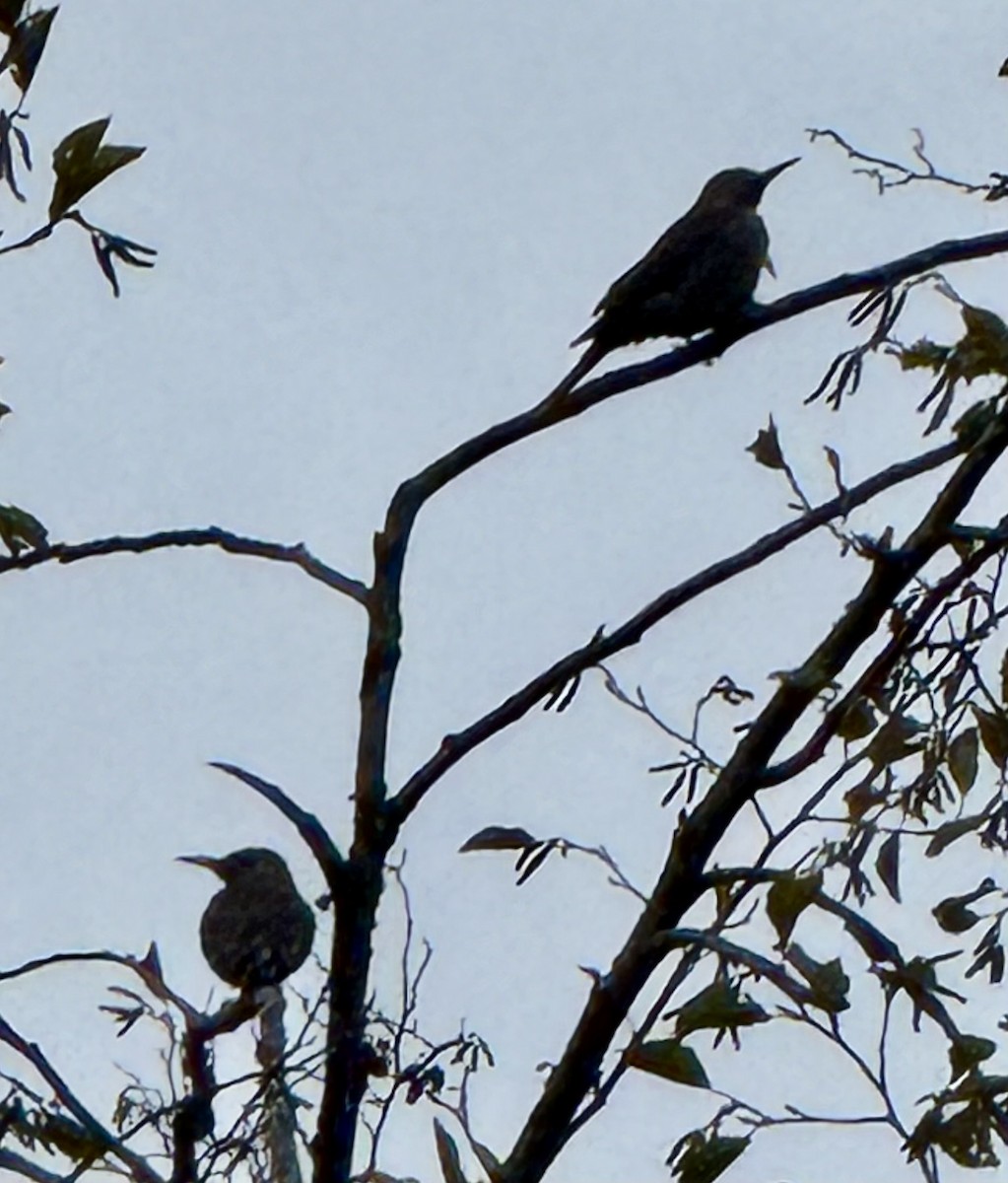 Northern Flicker - ML646672220