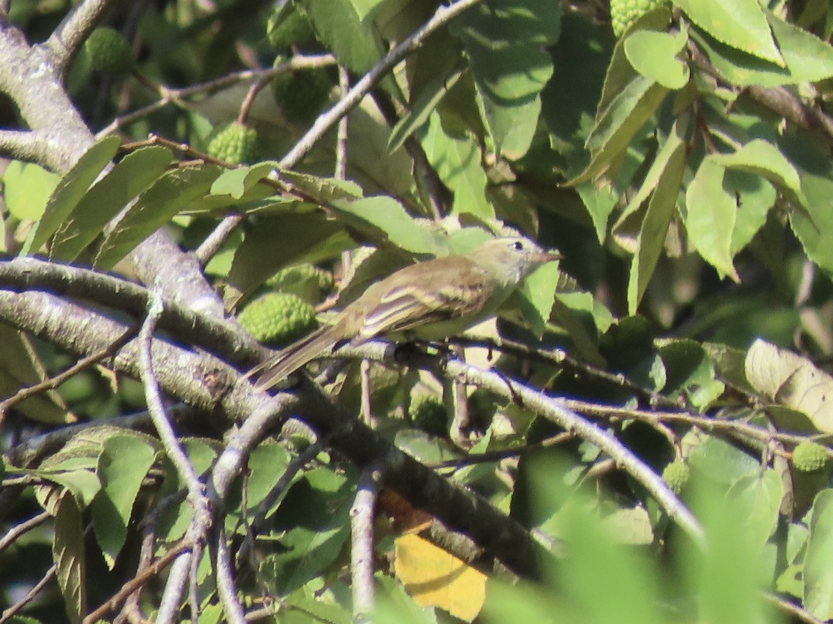 Mouse-colored Tyrannulet (Northern) - ML646672221