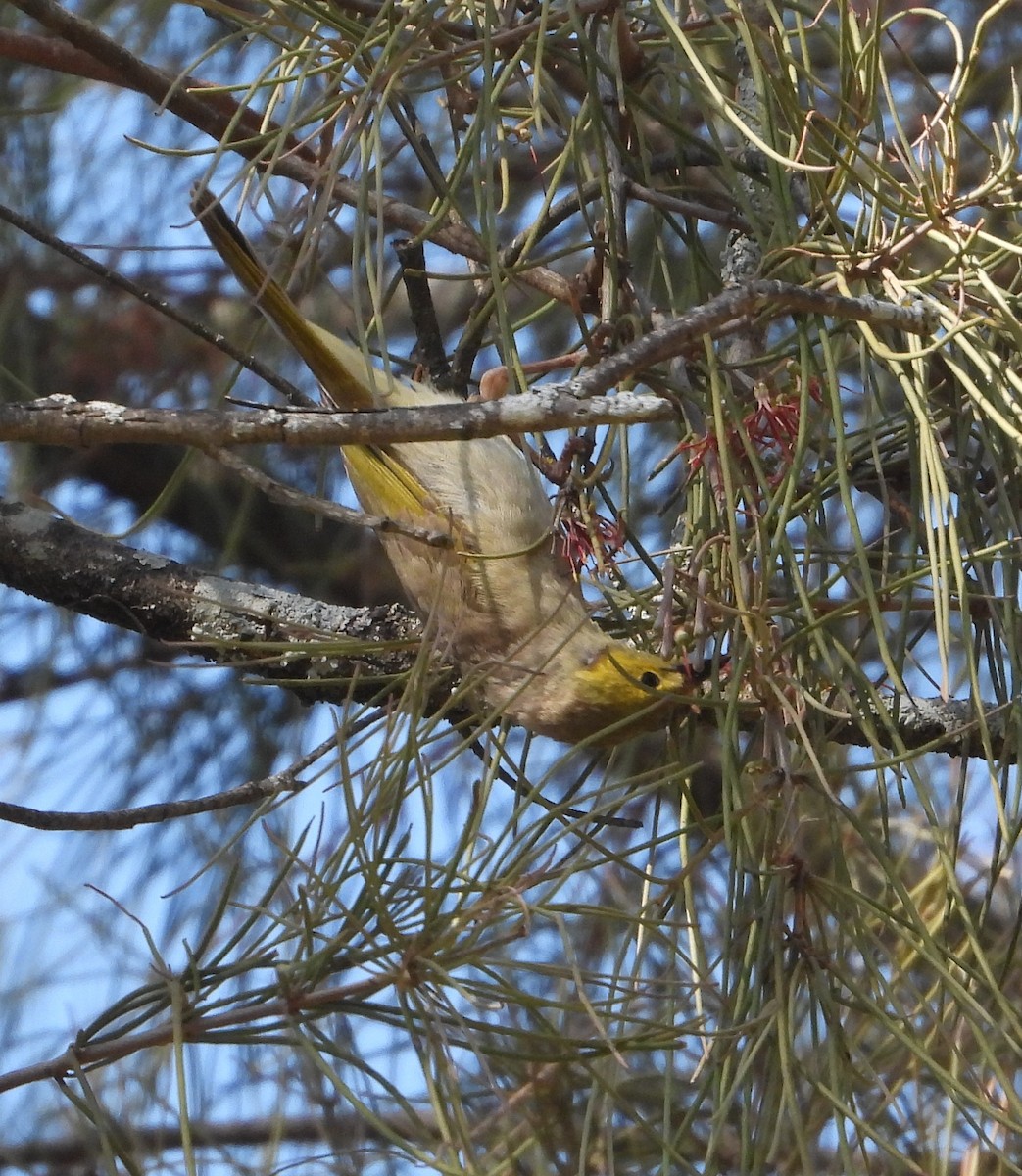 White-plumed Honeyeater - ML646672222