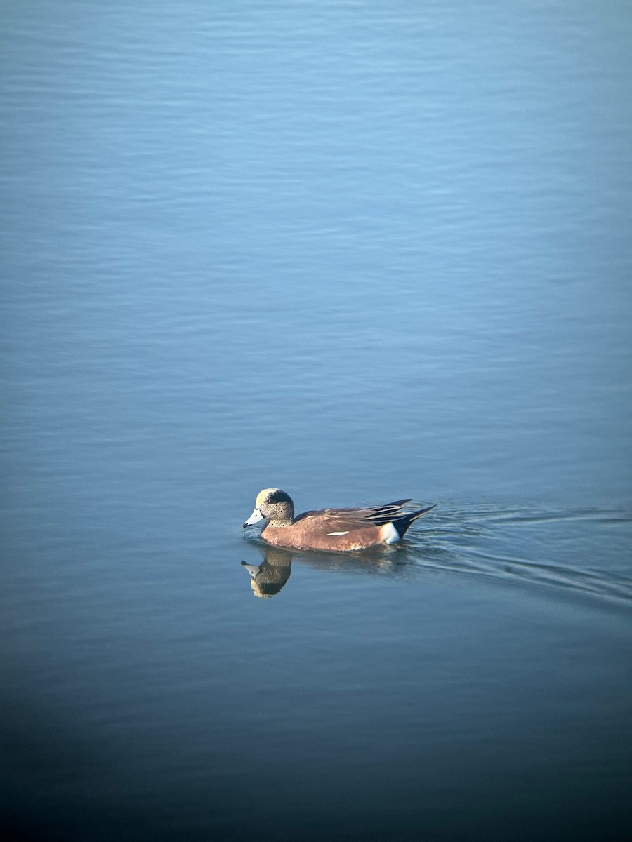 hvízdák americký - ML646672224