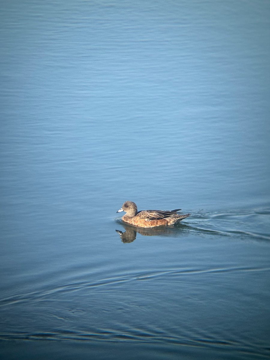 American Wigeon - ML646672226