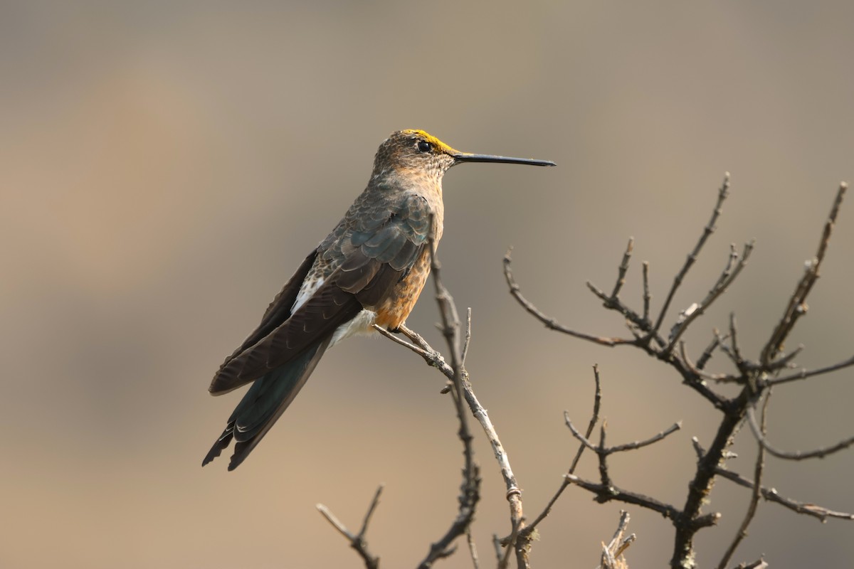 Giant Hummingbird - ML646672227