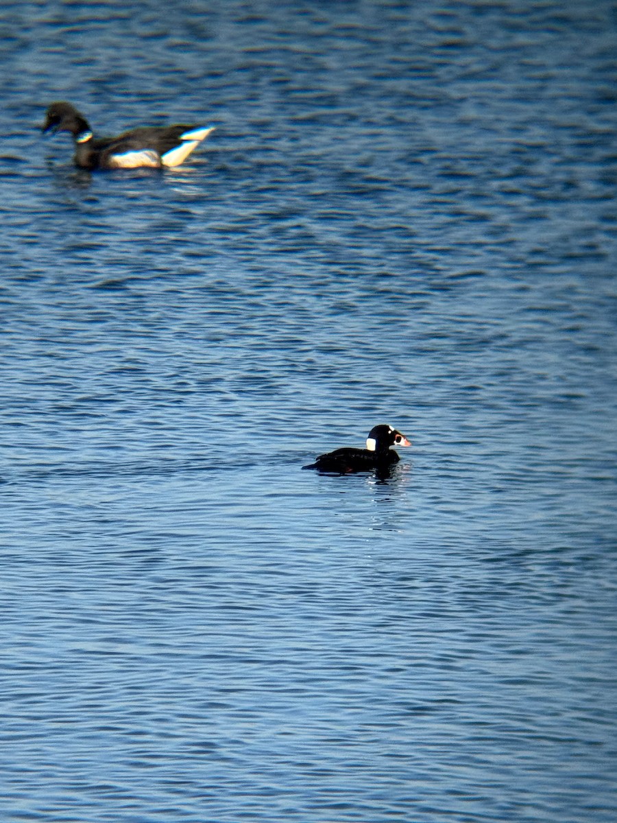 Surf Scoter - ML646672228