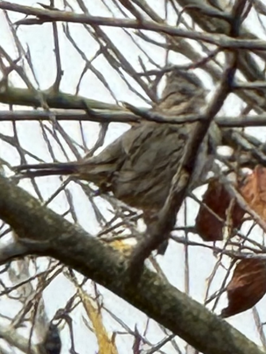 Пасовка вохриста - ML646672229