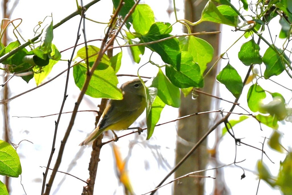 Orange-crowned Warbler - ML646672230