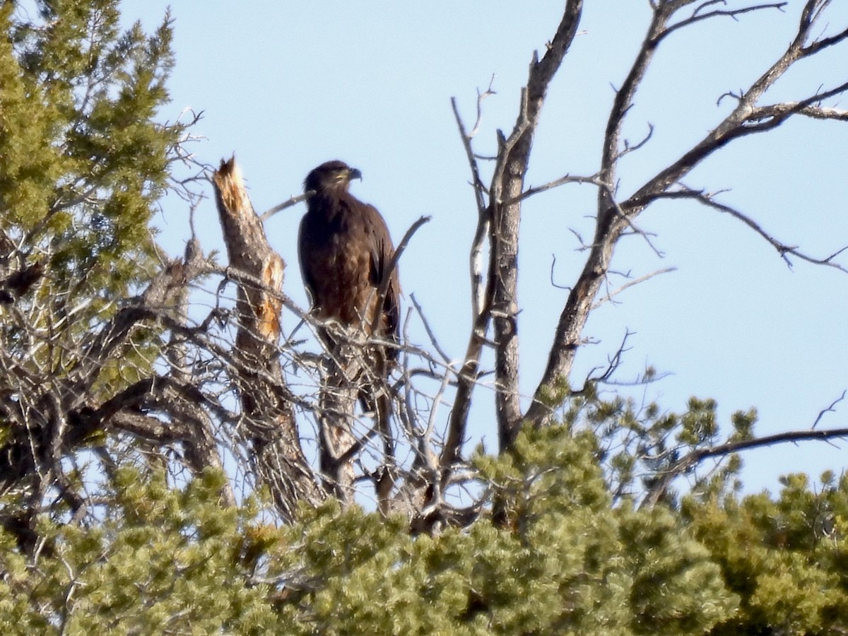 Bald Eagle - ML646672231