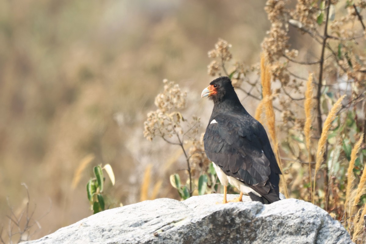 Mountain Caracara - ML646672234