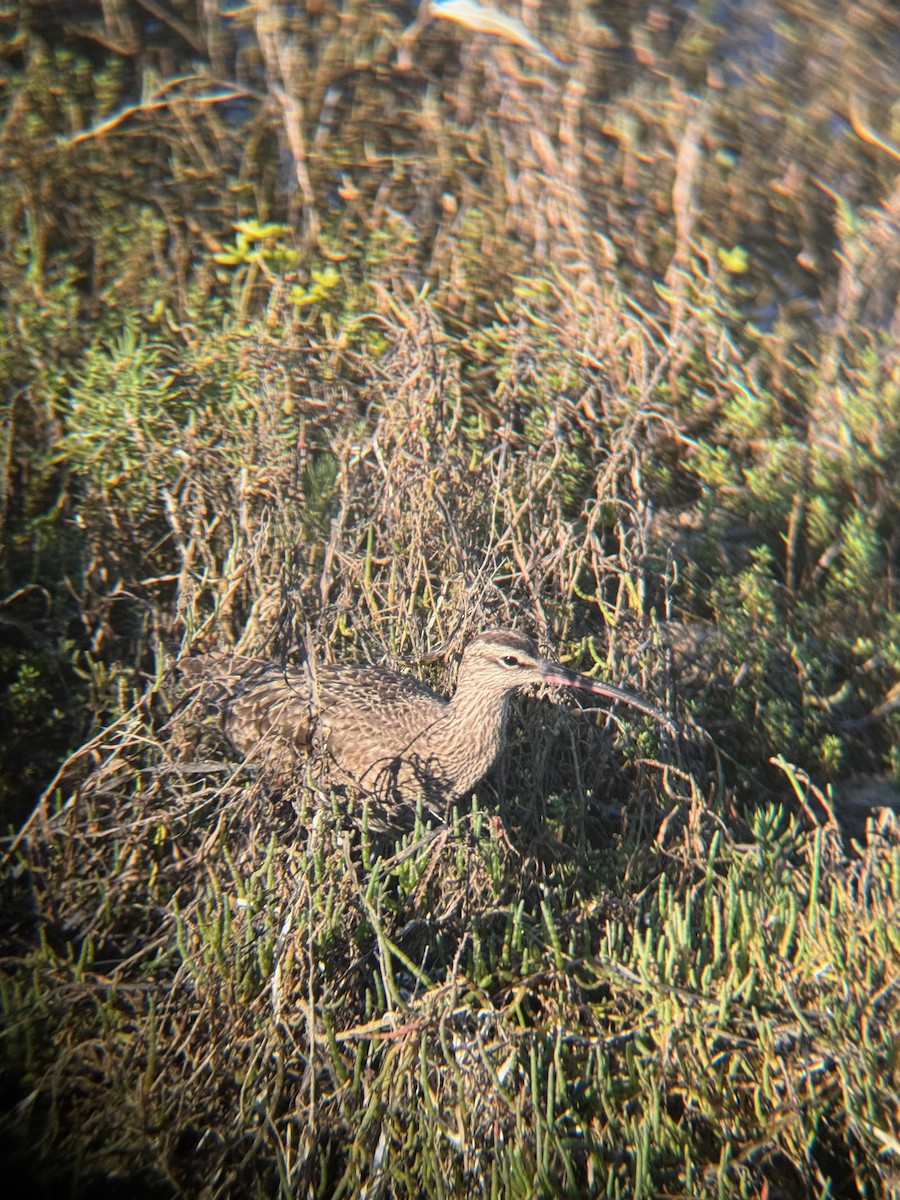 Long-billed Curlew - ML646672235