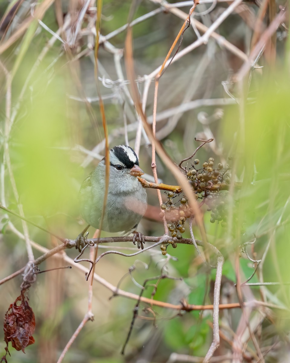 White-crowned Sparrow - ML646672237