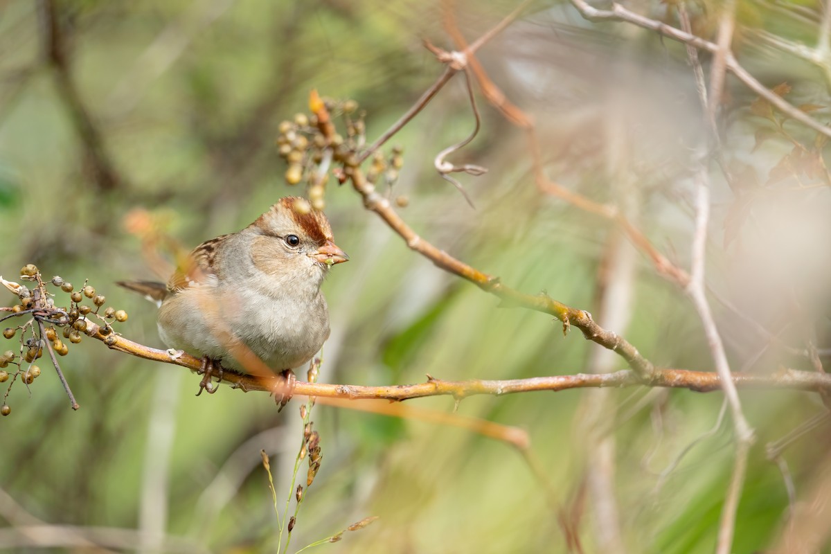 White-crowned Sparrow - ML646672238