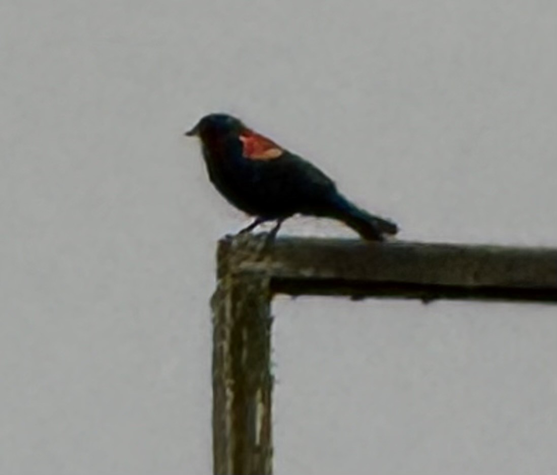 Red-winged Blackbird - ML646672239