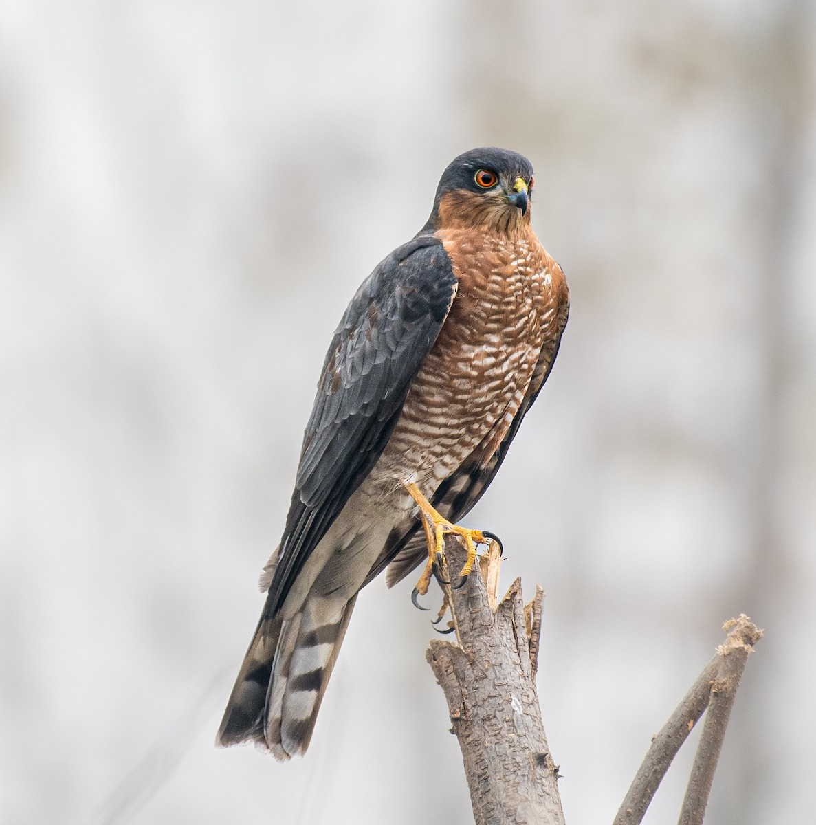 Eurasian Sparrowhawk - ML646672241