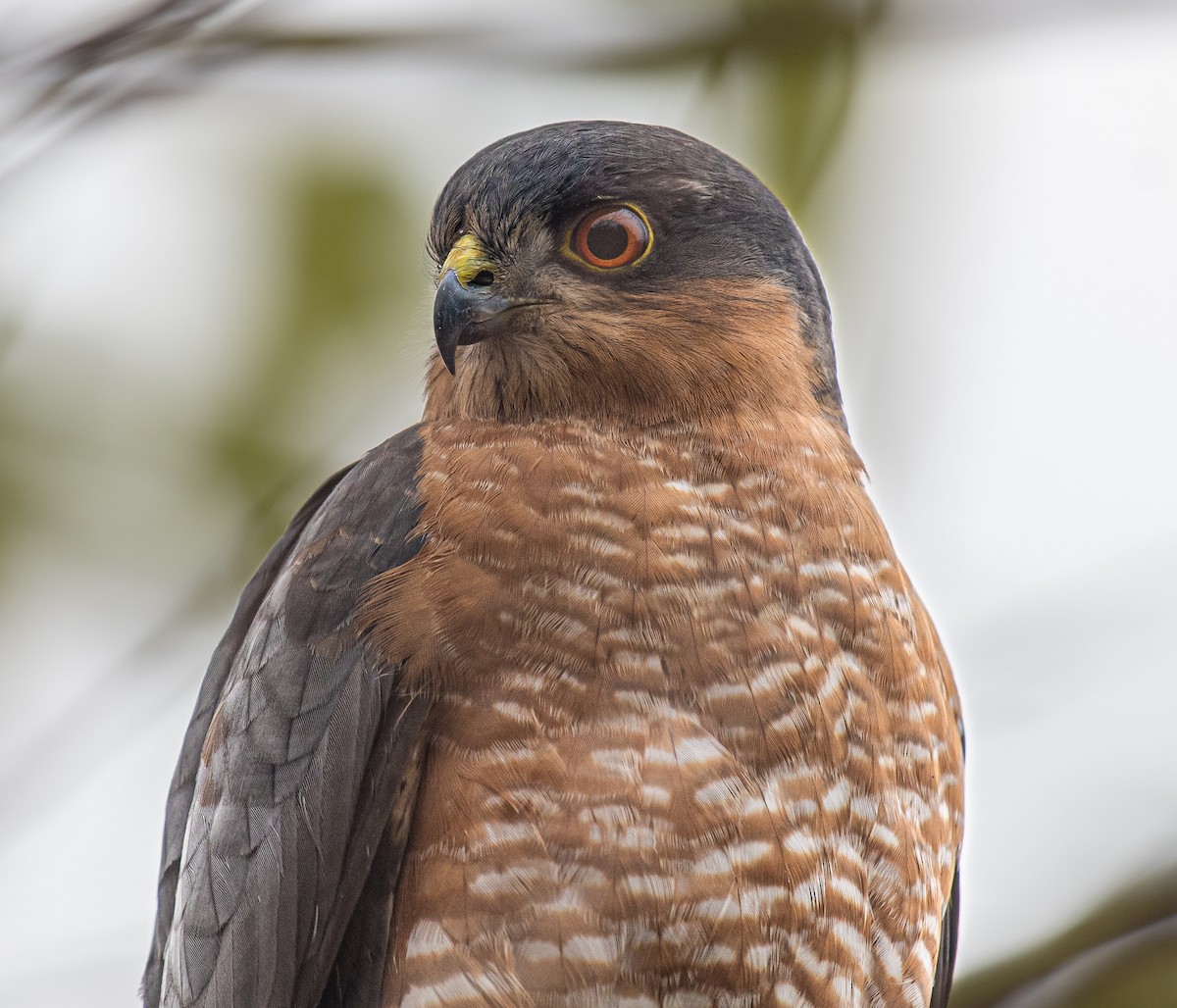 Eurasian Sparrowhawk - ML646672242