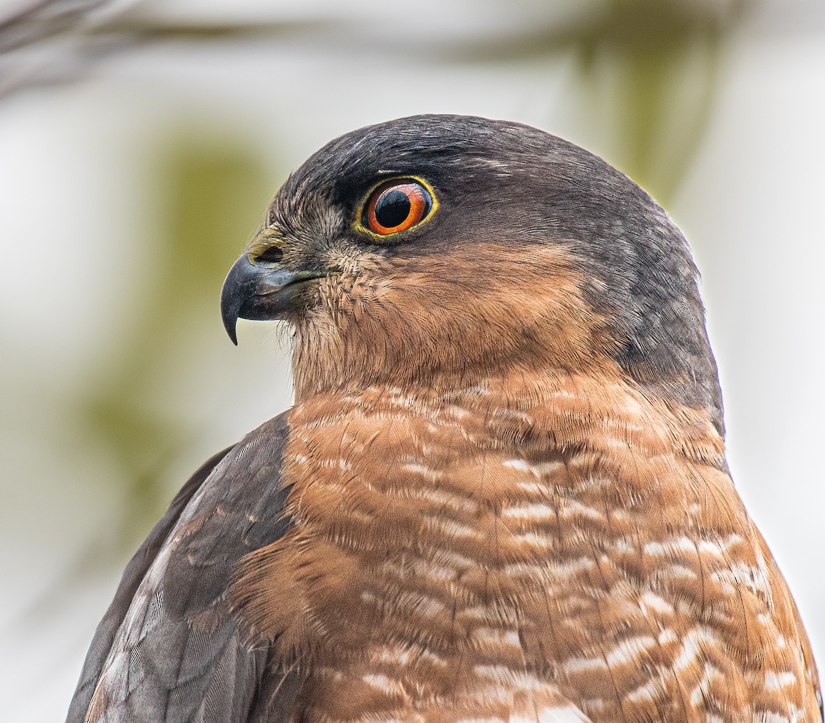 Eurasian Sparrowhawk - ML646672243