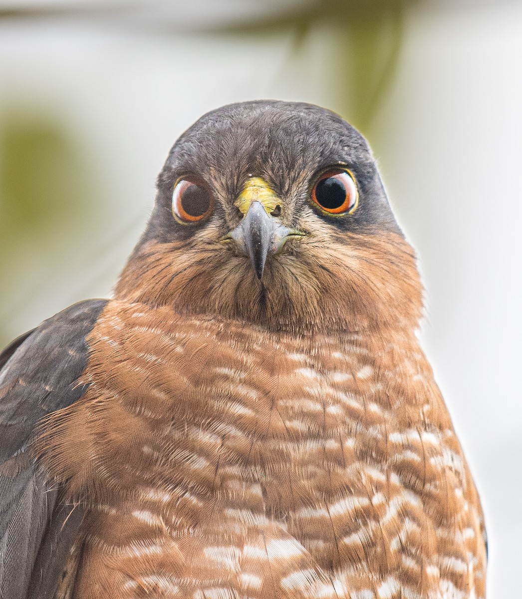 Eurasian Sparrowhawk - ML646672244