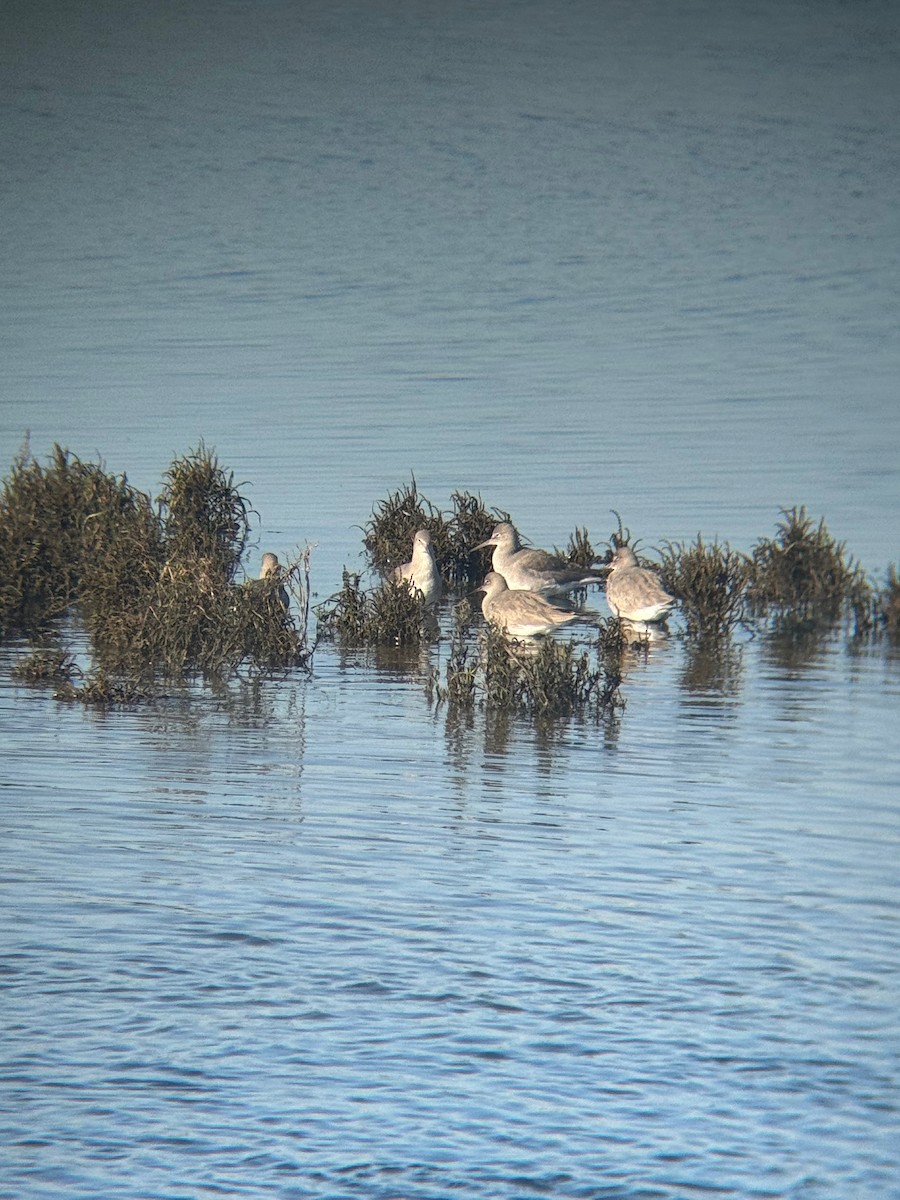 Willet - ML646672249