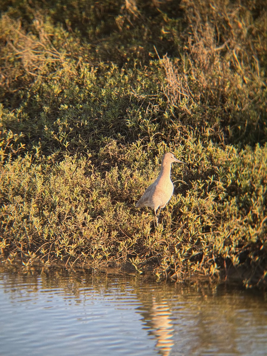 Willet - ML646672250