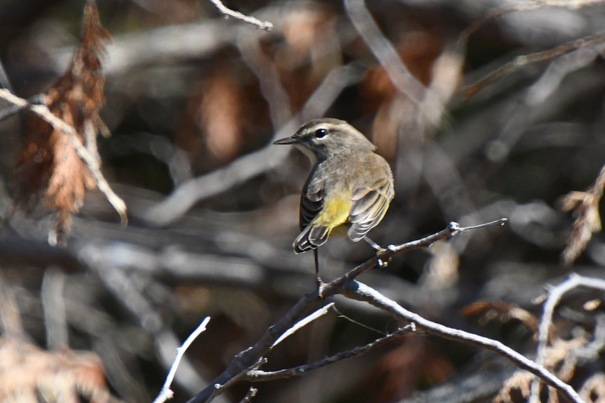 Paruline à couronne rousse - ML646672253