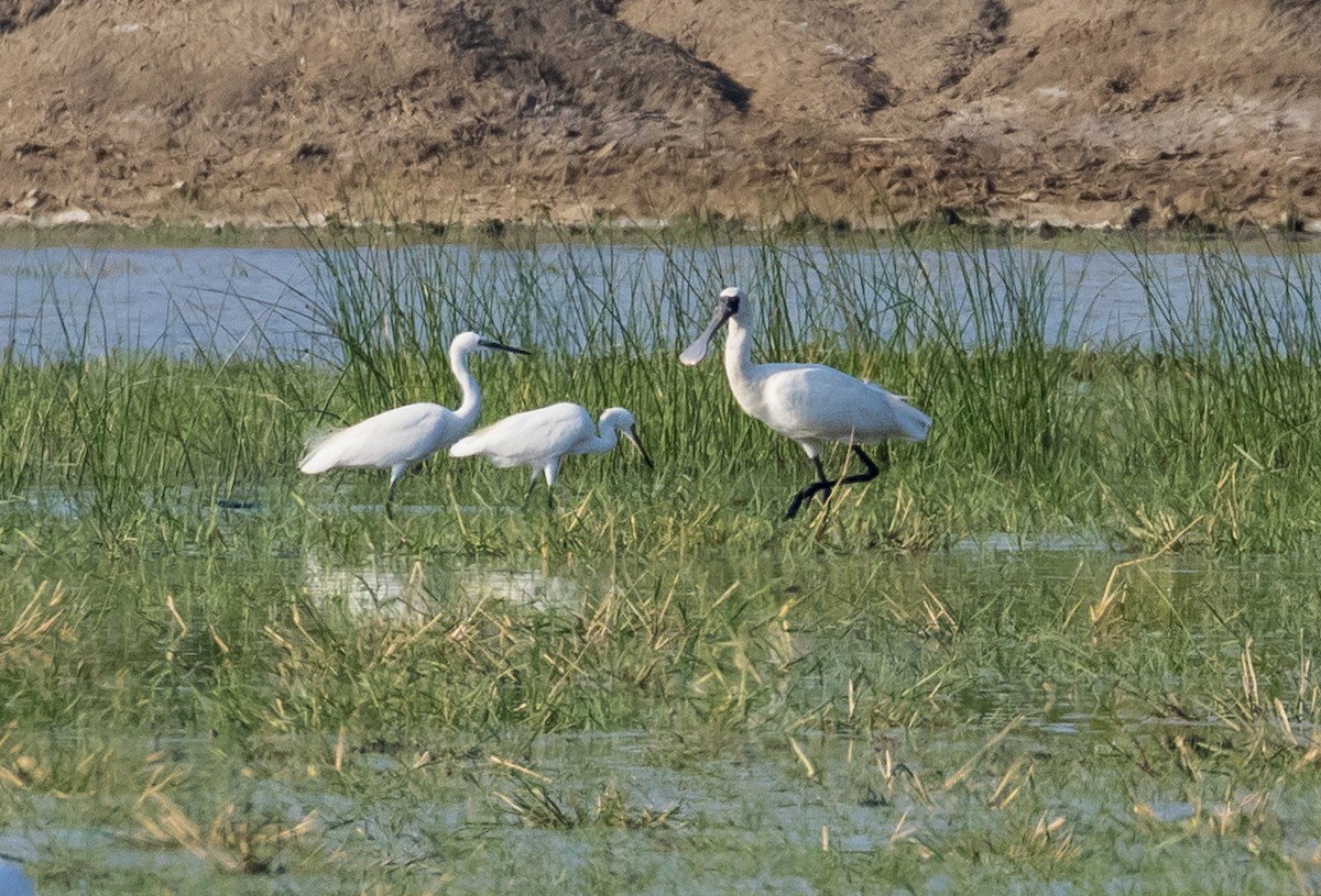 Mokozabal txikia - ML646672256