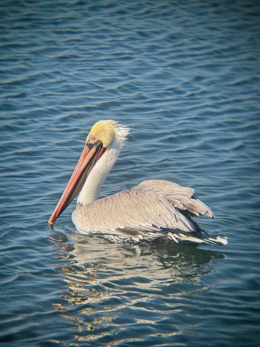 Brown Pelican - ML646672257