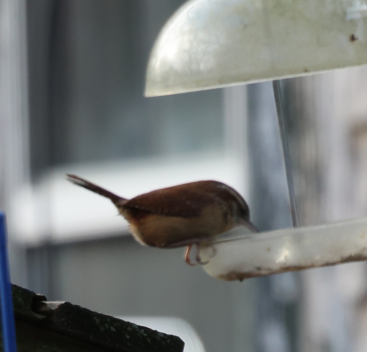 Carolina Wren - ML646672258