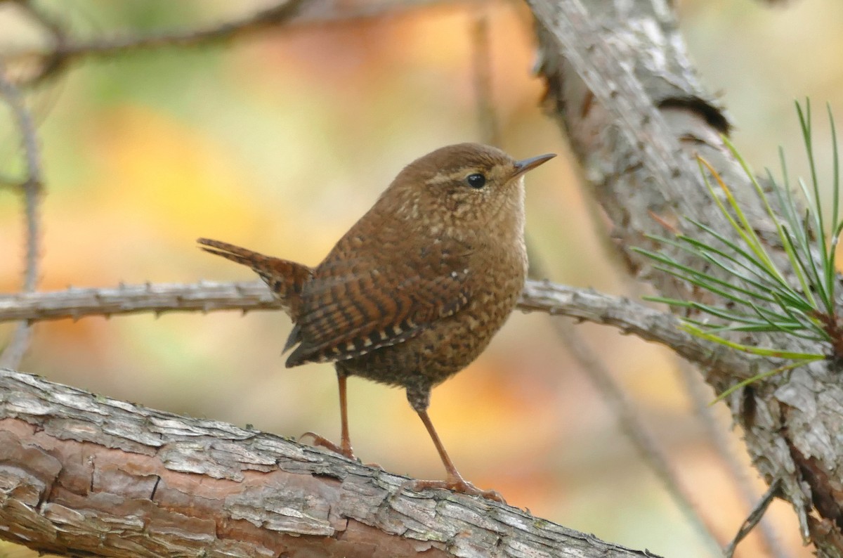 Winter Wren - ML646672259