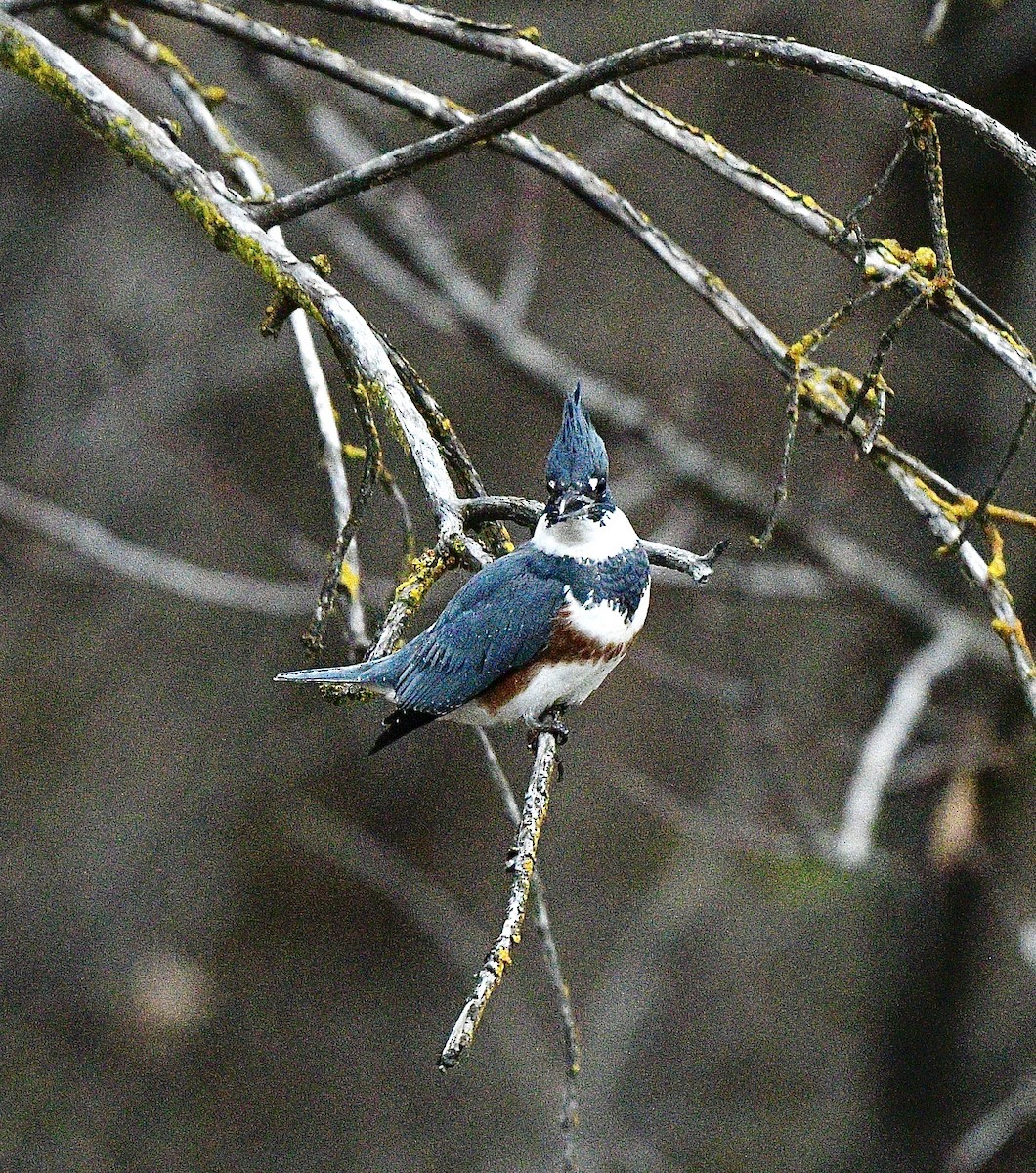 Belted Kingfisher - ML646672261