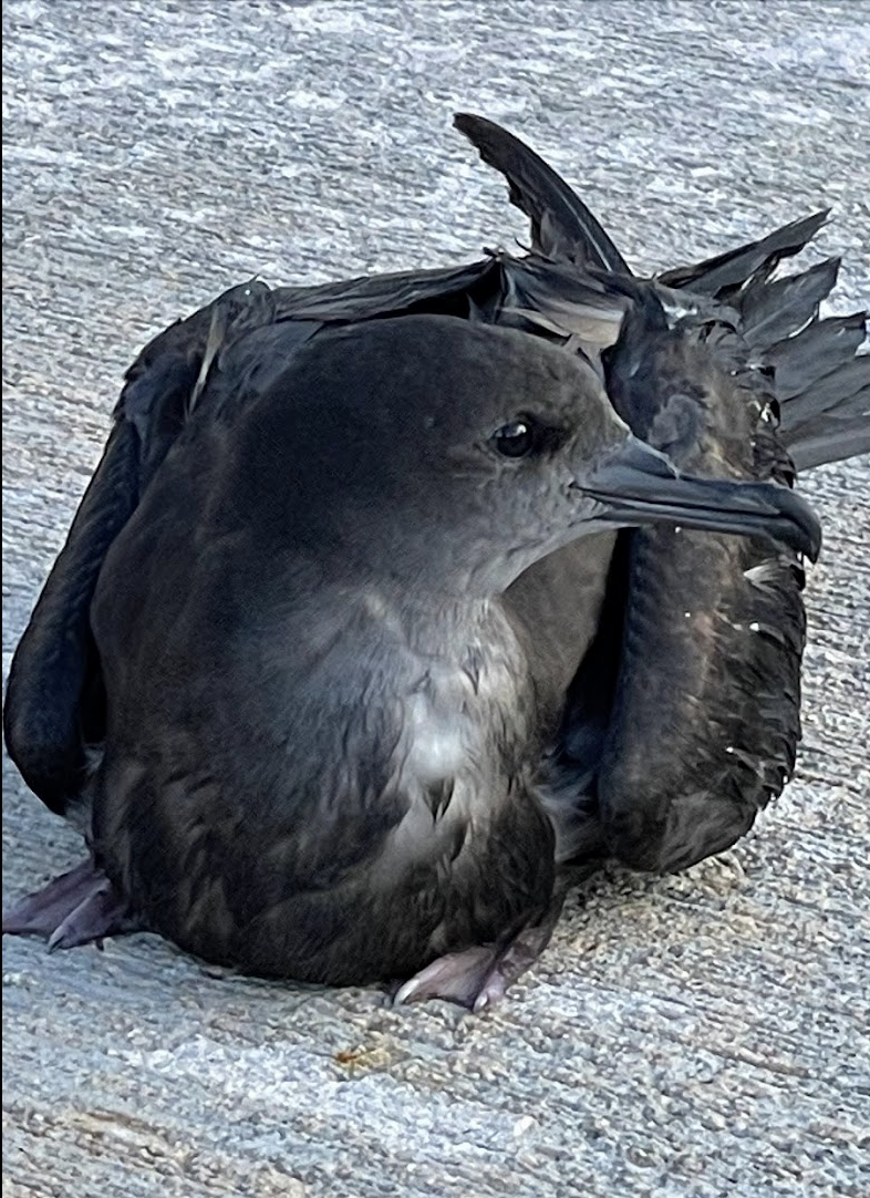 Animals - ML646672264