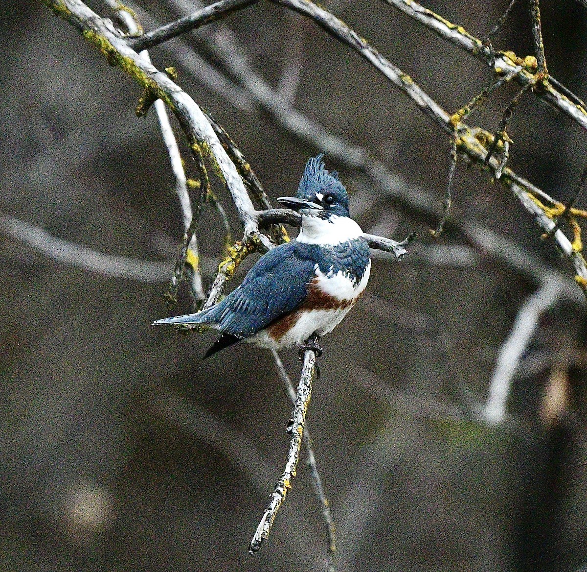 Belted Kingfisher - ML646672265