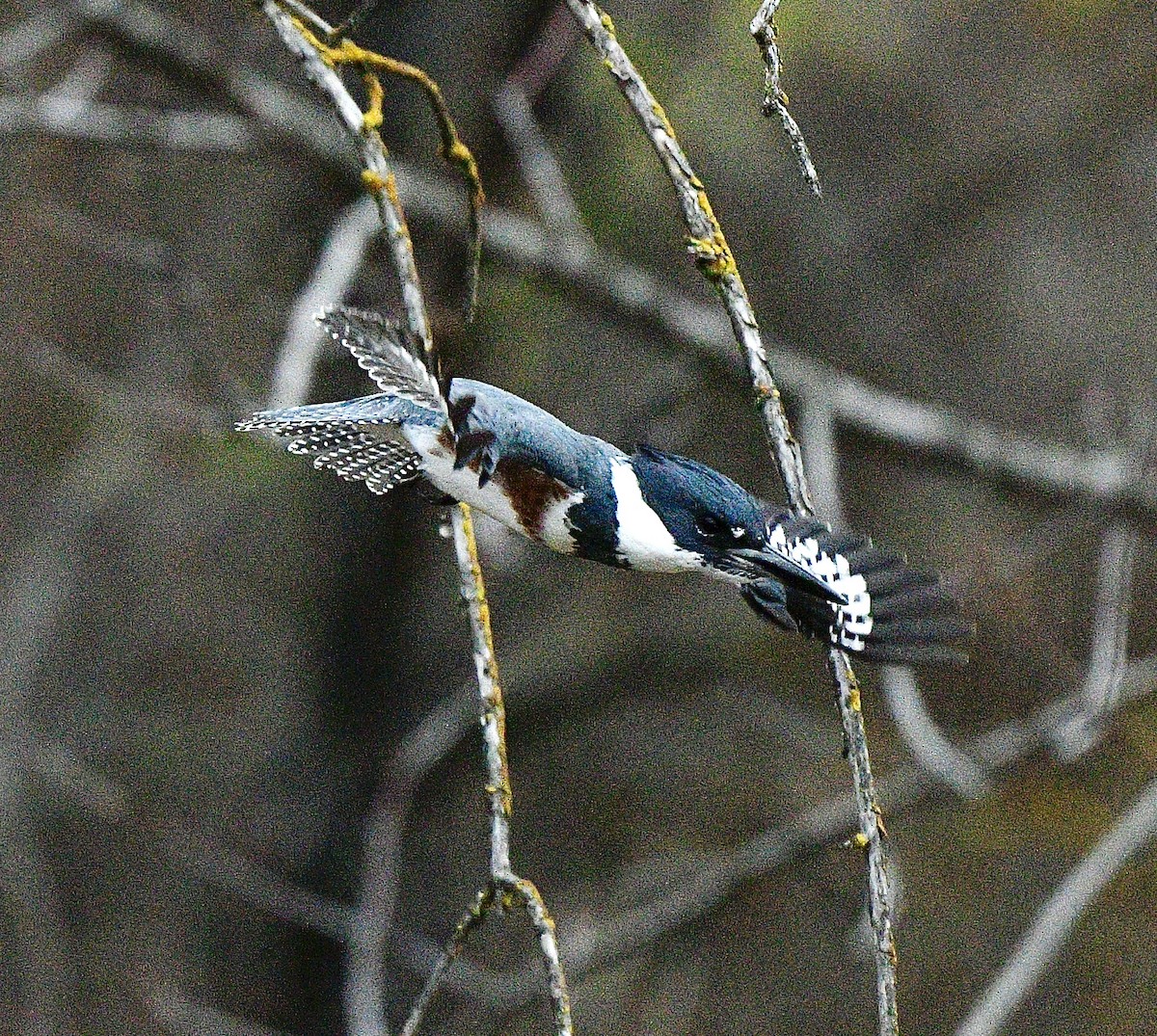 Belted Kingfisher - ML646672268