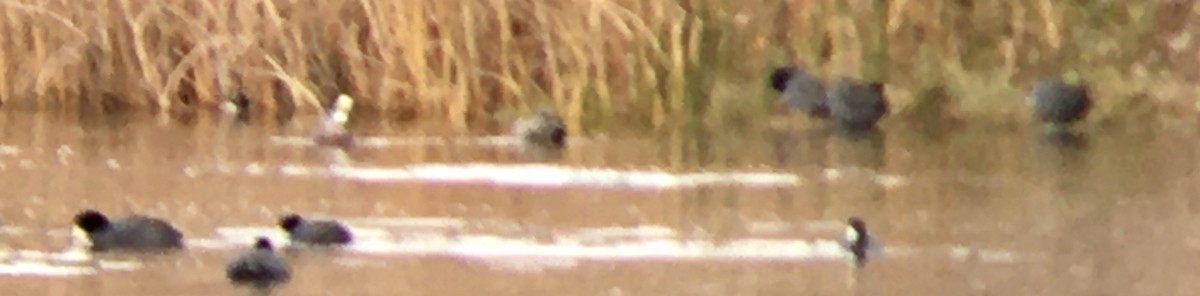 American Coot - ML646672269