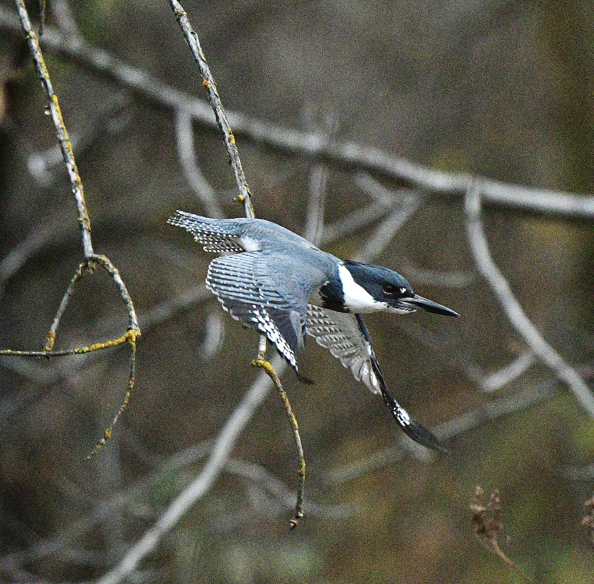 Belted Kingfisher - ML646672270