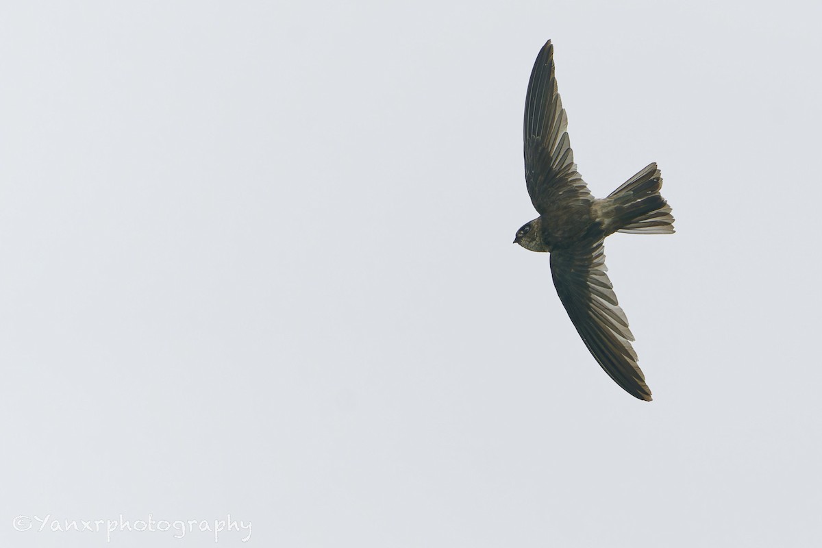 White-nest Swiftlet - ML646672271