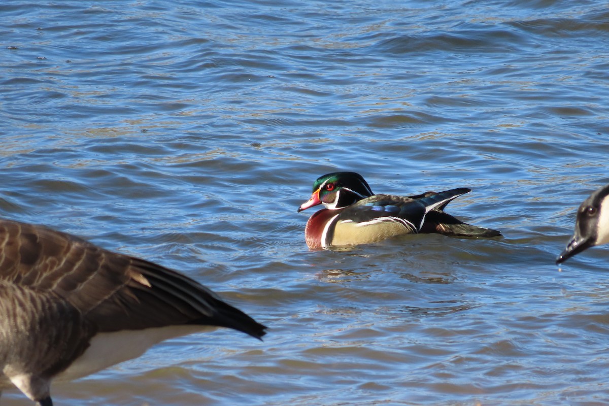 Wood Duck - ML646672272