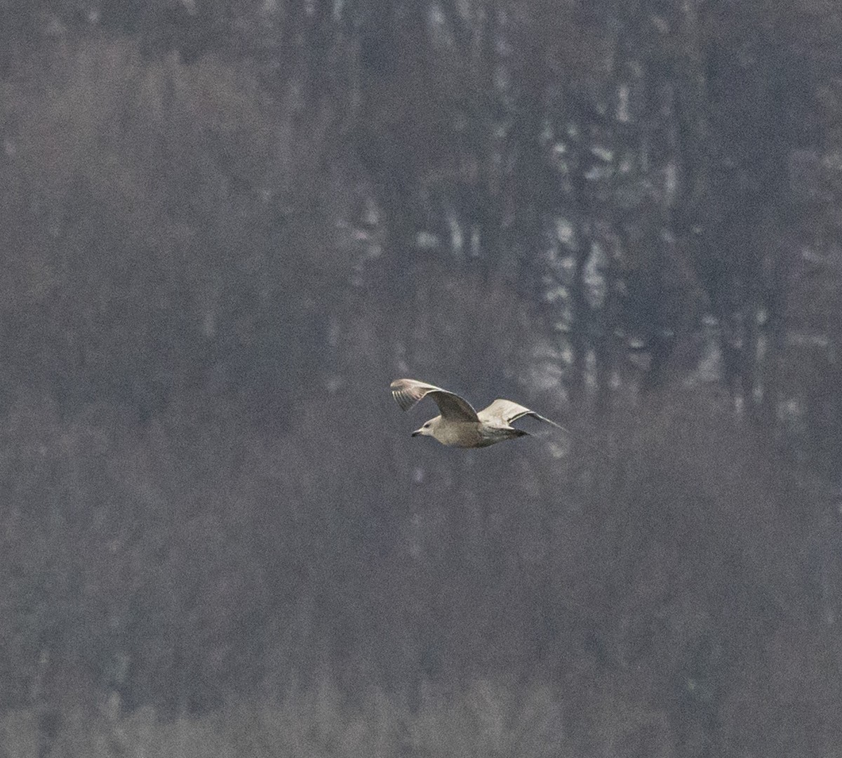 American Herring Gull - ML646672274