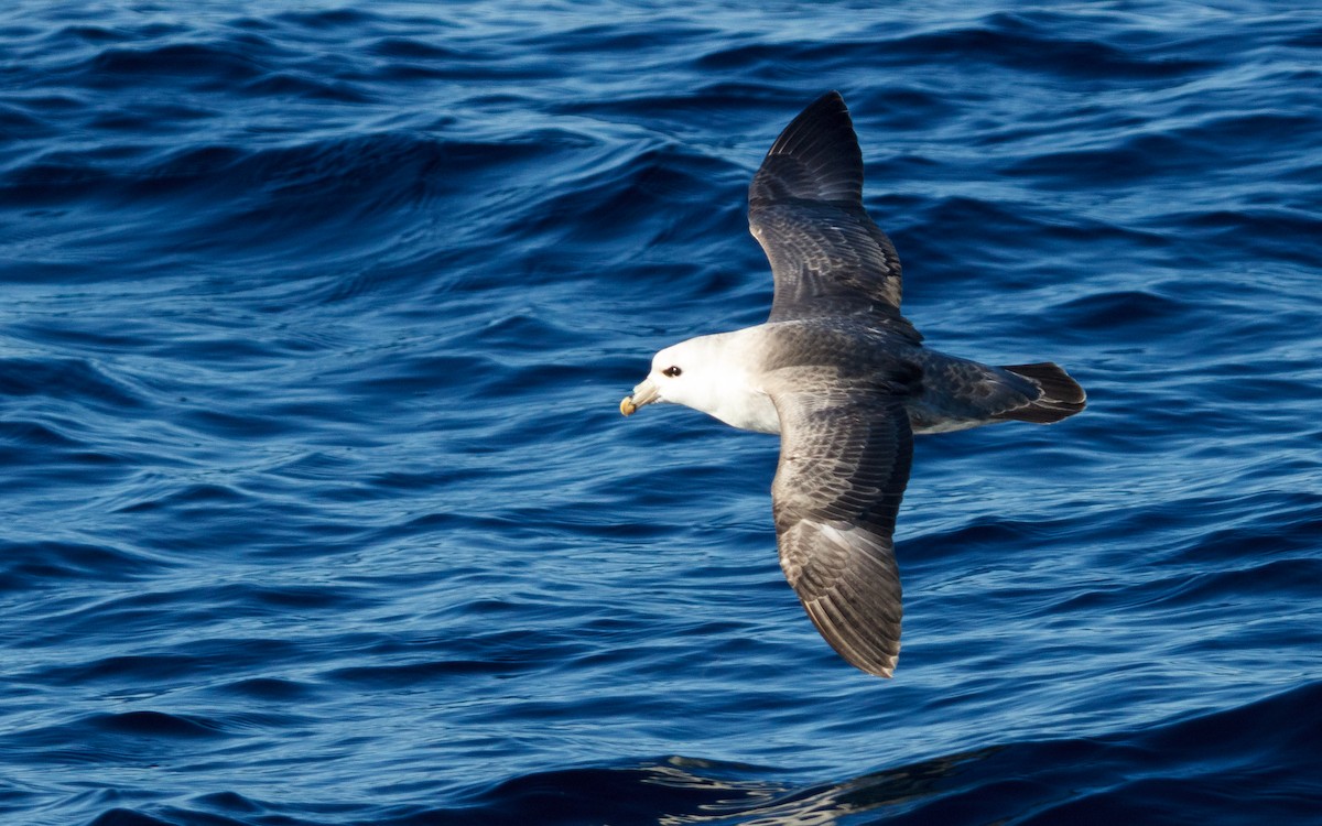 Northern Fulmar - ML646672275
