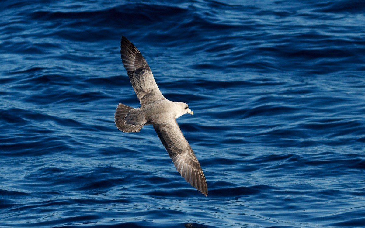Northern Fulmar - ML646672276