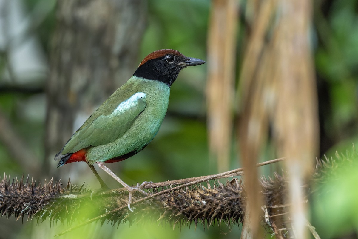 Nicobar Hooded Pitta - ML646672277