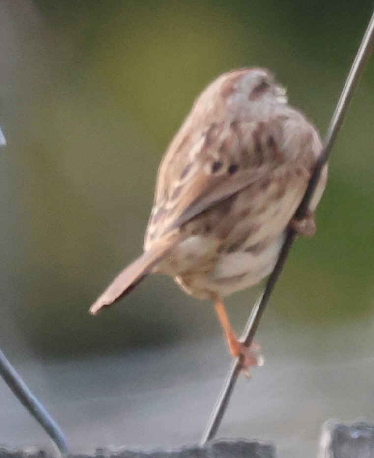 Song Sparrow - ML646672278