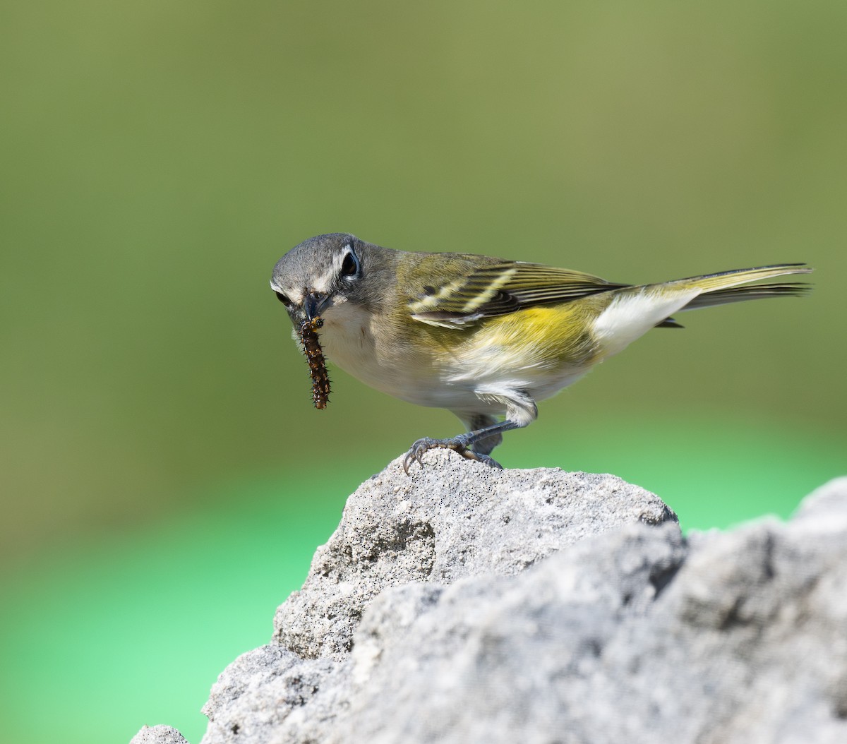 Blue-headed Vireo - ML646672280