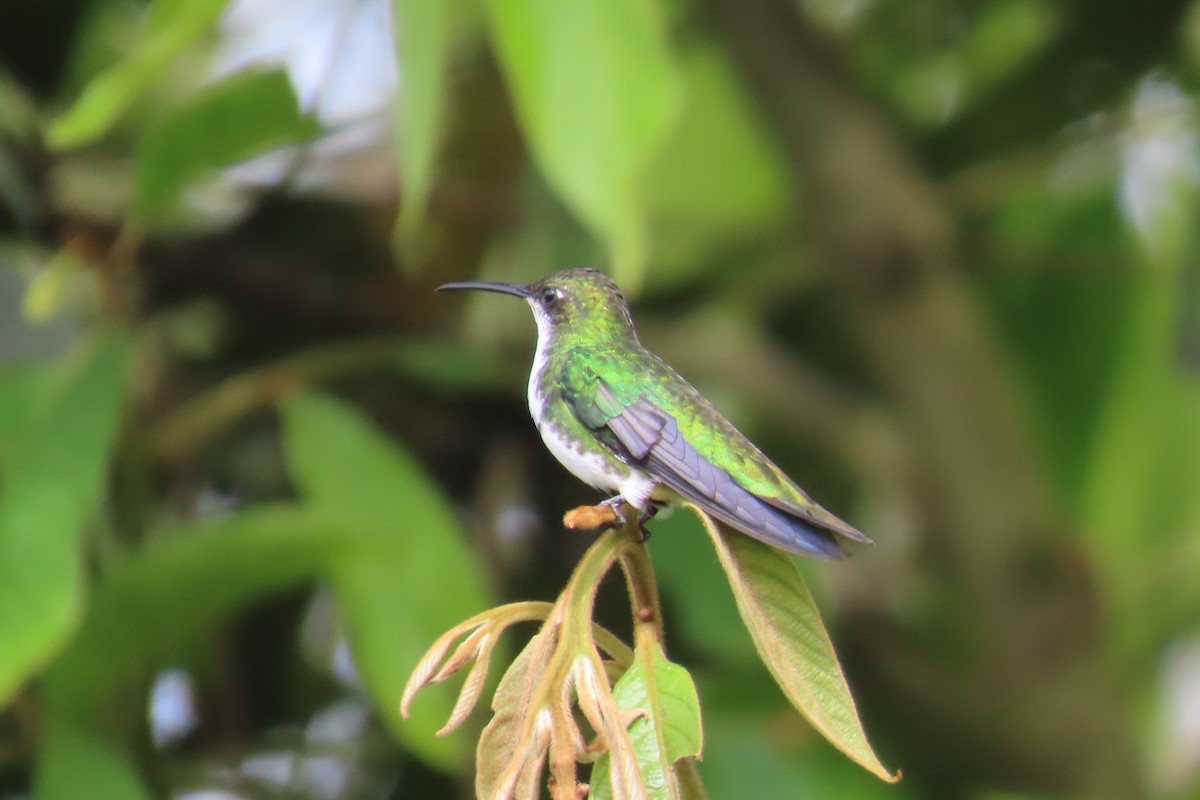 Black-throated Mango - ML646672281