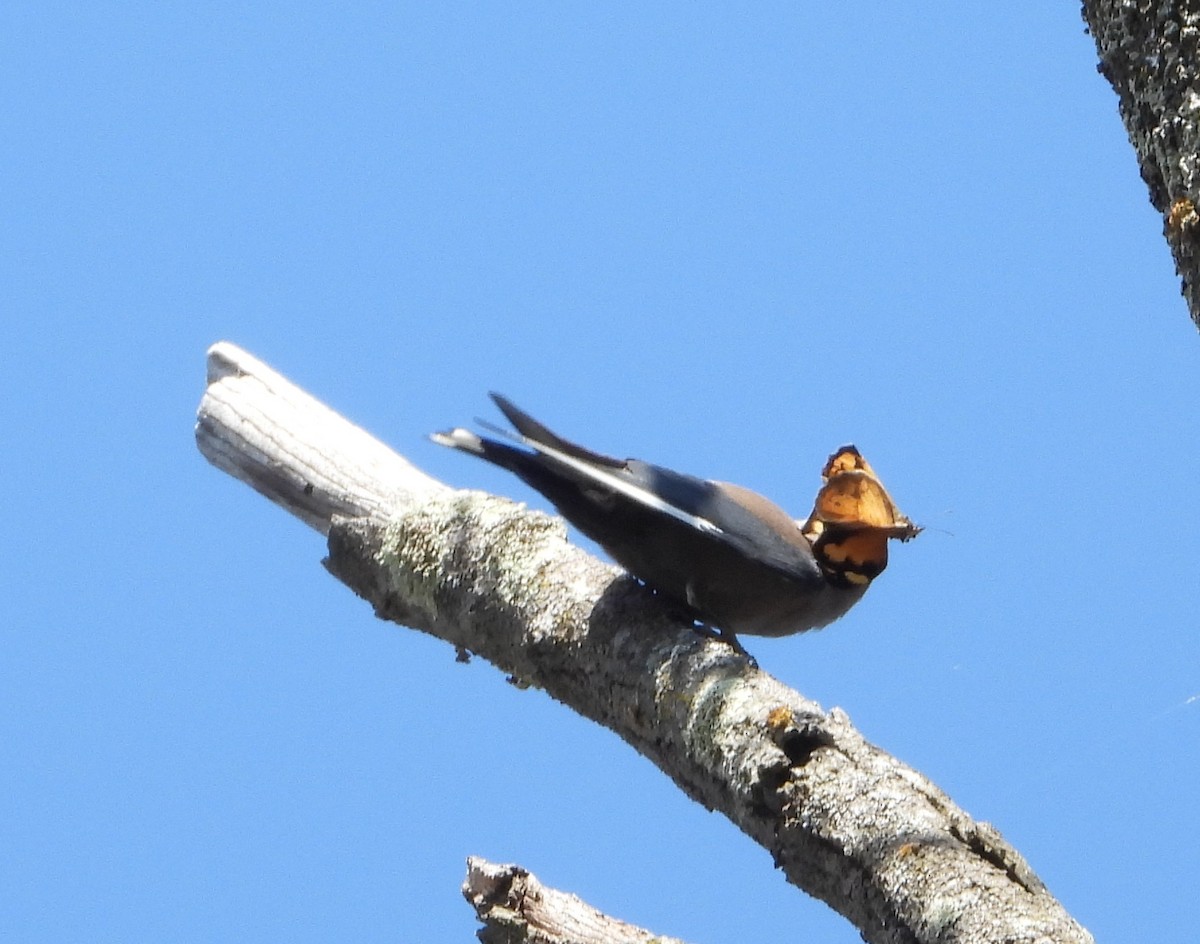 Dusky Woodswallow - ML646672282