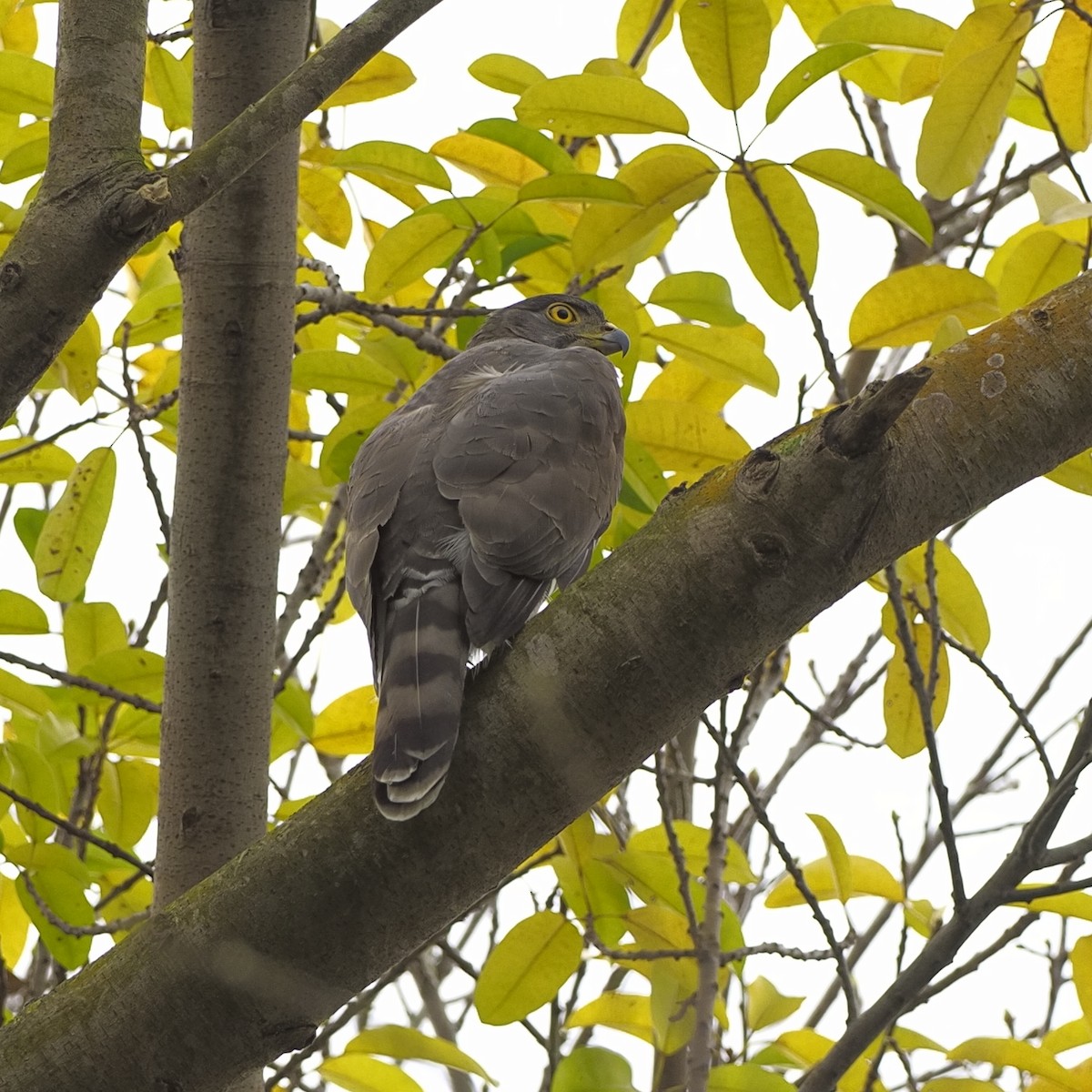 Crested Goshawk - ML646672286