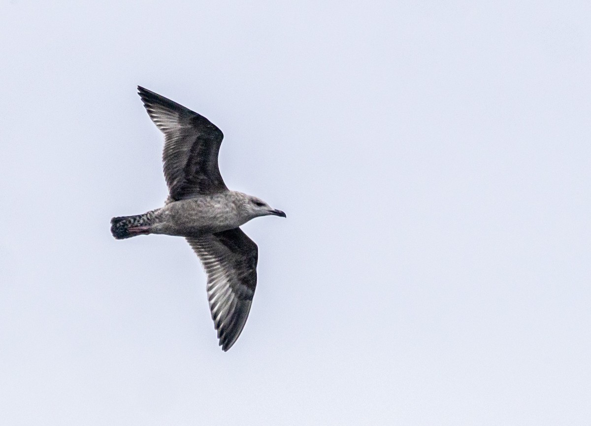 American Herring Gull - ML646672290