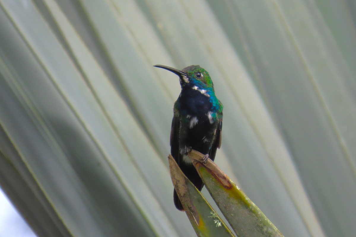 Black-throated Mango - ML646672291