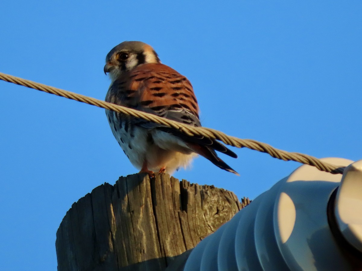 American Kestrel - ML646672293