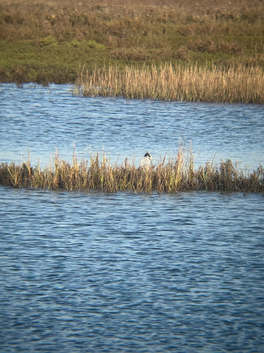 Yellow-crowned Night Heron - ML646672298
