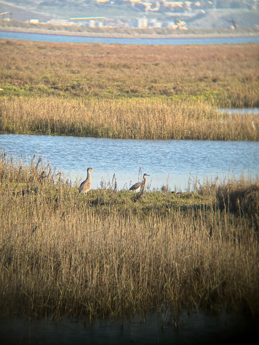 Yellow-crowned Night Heron - ML646672299