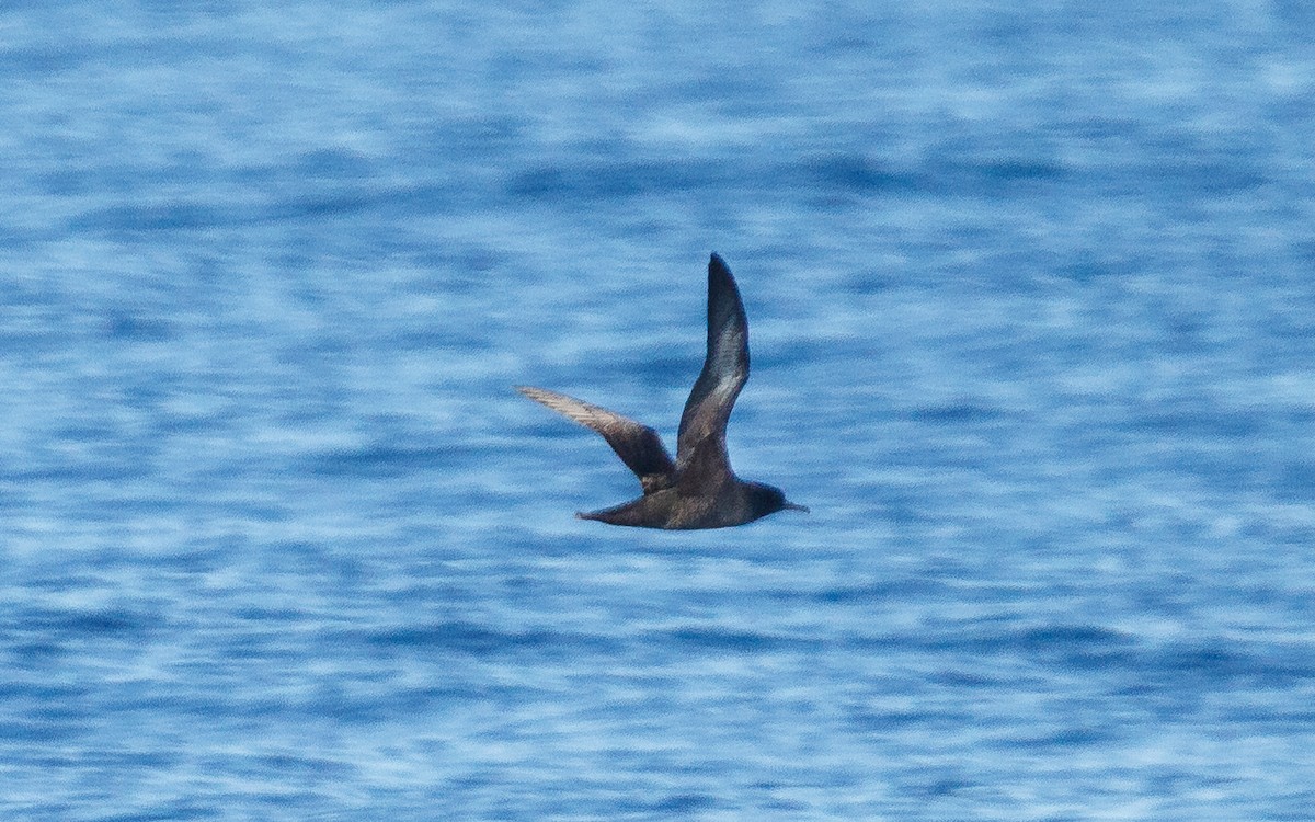 Sooty Shearwater - ML646672300